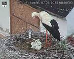 Capi_Dubne_20250607_080003.jpg