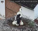 Capi_Dubne_20250607_080504.jpg