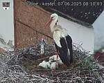 Capi_Dubne_20250607_081003.jpg