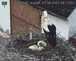 Capi_Dubne_20250607_081503.jpg