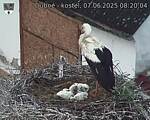 Capi_Dubne_20250607_082004.jpg