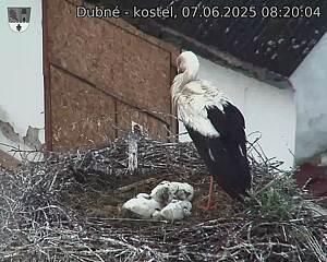 Capi_Dubne_20250607_082004.jpg (1350 x 1080)