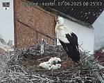 Capi_Dubne_20250607_082503.jpg