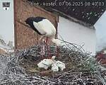 Capi_Dubne_20250607_084003.jpg