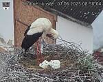 Capi_Dubne_20250607_085004.jpg