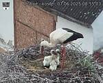Capi_Dubne_20250607_085503.jpg