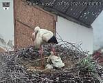 Capi_Dubne_20250607_090003.jpg