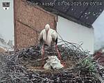 Capi_Dubne_20250607_090504.jpg