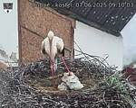 Capi_Dubne_20250607_091003.jpg