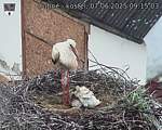 Capi_Dubne_20250607_091503.jpg