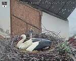 Capi_Dubne_20250607_093004.jpg