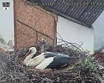 Capi_Dubne_20250607_093504.jpg