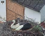 Capi_Dubne_20250607_094003.jpg
