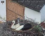 Capi_Dubne_20250607_094502.jpg