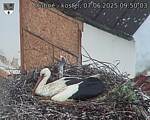 Capi_Dubne_20250607_095003.jpg