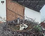 Capi_Dubne_20250607_095503.jpg