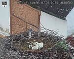 Capi_Dubne_20250607_100003.jpg