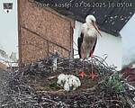 Capi_Dubne_20250607_100504.jpg