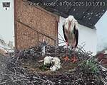 Capi_Dubne_20250607_101003.jpg