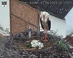 Capi_Dubne_20250607_101503.jpg