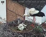 Capi_Dubne_20250607_102004.jpg