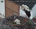 Capi_Dubne_20250607_103003.jpg