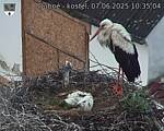 Capi_Dubne_20250607_103504.jpg