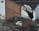 Capi_Dubne_20250607_104003.jpg