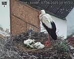 Capi_Dubne_20250607_104503.jpg