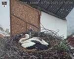 Capi_Dubne_20250607_105004.jpg