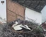 Capi_Dubne_20250607_105502.jpg