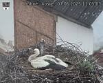 Capi_Dubne_20250607_110503.jpg
