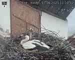 Capi_Dubne_20250607_111002.jpg