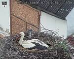 Capi_Dubne_20250607_111504.jpg