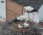 Capi_Dubne_20250607_112002.jpg