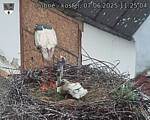 Capi_Dubne_20250607_112504.jpg
