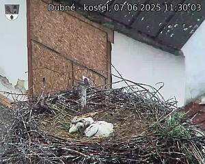 Capi_Dubne_20250607_113003.jpg (1350 x 1080)