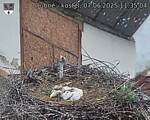Capi_Dubne_20250607_113504.jpg