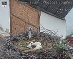 Capi_Dubne_20250607_114003.jpg