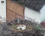 Capi_Dubne_20250607_114503.jpg