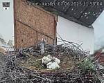 Capi_Dubne_20250607_115004.jpg