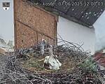 Capi_Dubne_20250607_120003.jpg