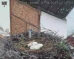 Capi_Dubne_20250607_121003.jpg