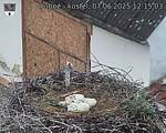 Capi_Dubne_20250607_121503.jpg