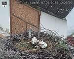 Capi_Dubne_20250607_122503.jpg