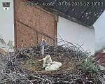 Capi_Dubne_20250607_123003.jpg