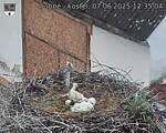 Capi_Dubne_20250607_123504.jpg