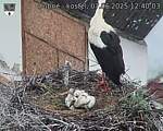 Capi_Dubne_20250607_124003.jpg