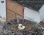 Capi_Dubne_20250607_124503.jpg