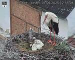 Capi_Dubne_20250607_125504.jpg